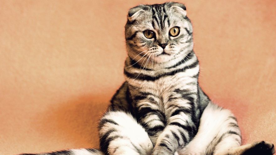 Costa Rica: ¡Terrible! Arroja costal con 10 gatitos a un río; es detenido