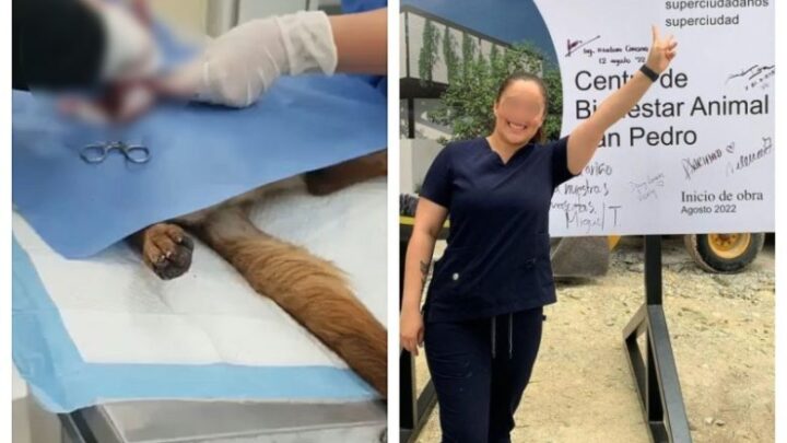 ¡Indignante! Denuncian a veterinarias por operar a perrita sin anestesia (VIDEO)