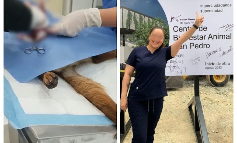 ¡Indignante! Denuncian a veterinarias por operar a perrita sin anestesia (VIDEO)