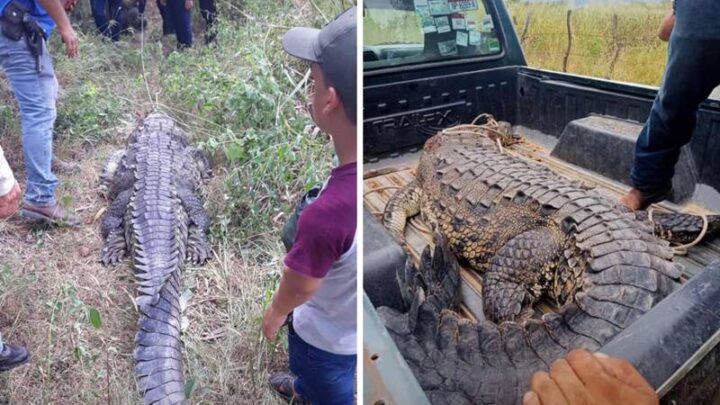 Matan y cocinan a cocodrilo en Michoacán; un policía estaría involucrado