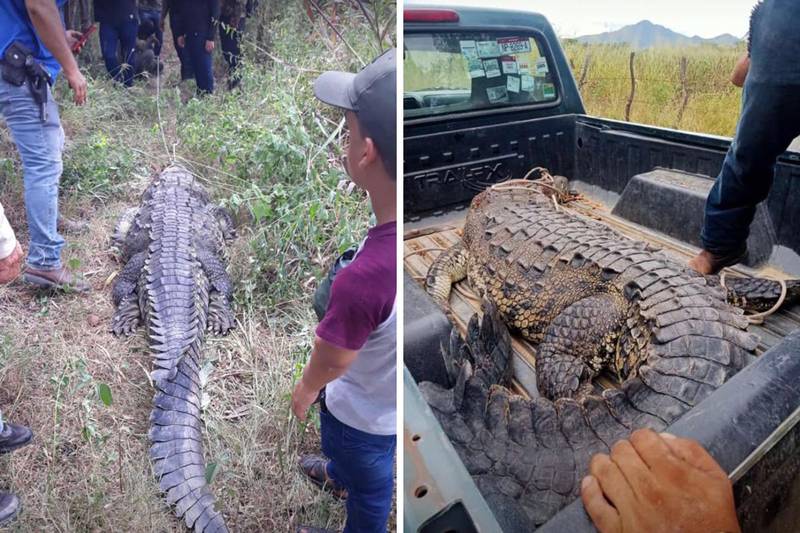 Matan y cocinan a cocodrilo en Michoacán; un policía estaría involucrado
