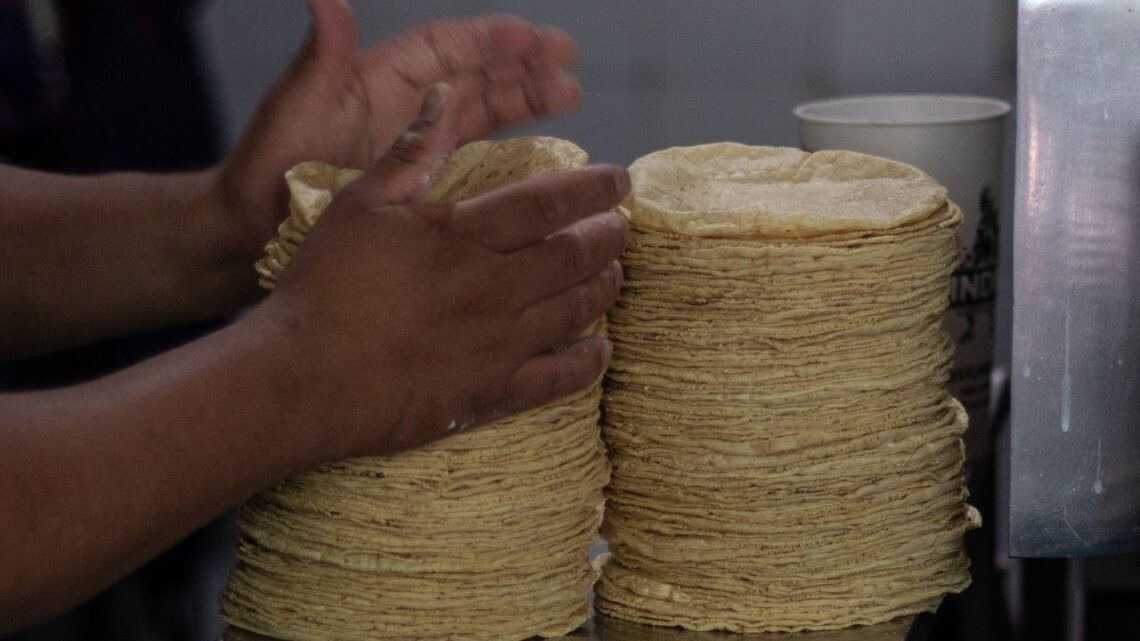 Golpe al bolsillo: Seguirá subiendo el precio de la tortilla
