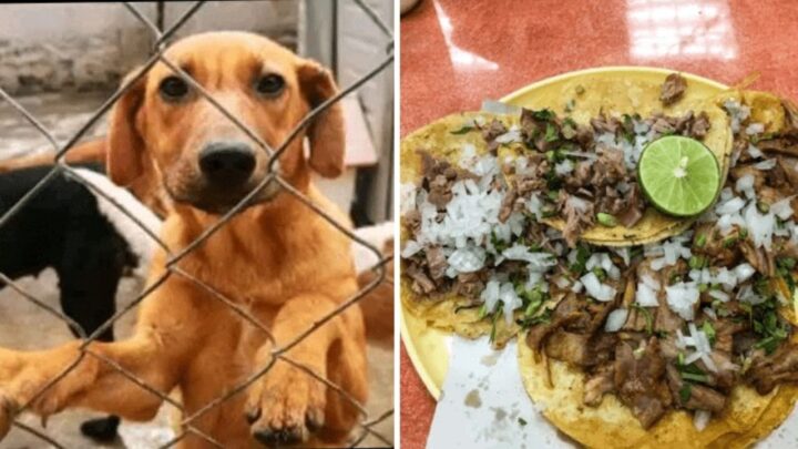 Edomex: Acusan a sujeto de engordar a perros y vender la carne a taquerías