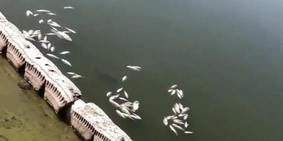 Calderón denuncia muerte masiva de peces en Chapultepec (VIDEO)