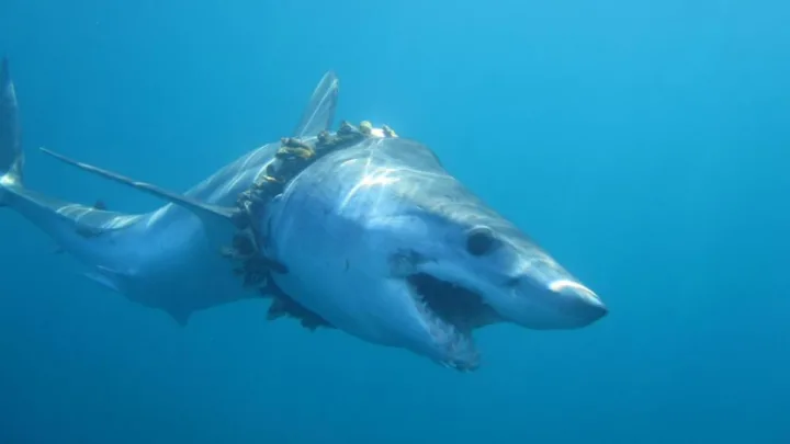 En cumbre, decidirán si ratifica una “histórica” protección a tiburones