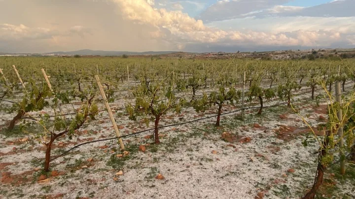 Casi 40 detenidos en Portugal por trata de personas en campos agrícolas