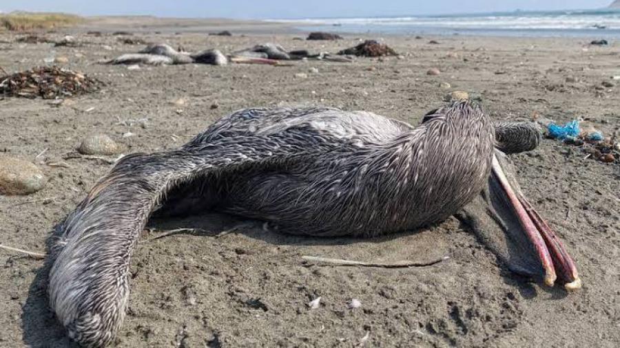 Perú emite alerta sanitaria por casos de influenza aviar