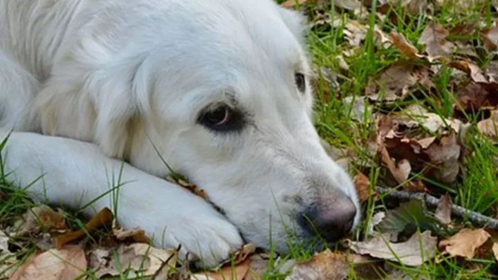Un perro murió en un refugio de animales 12 días después de haber salvado la vida a su dueño