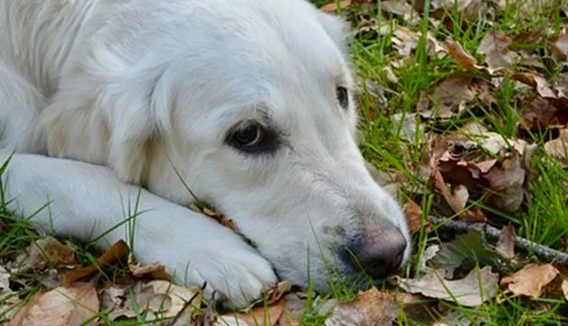 Un perro murió en un refugio de animales 12 días después de haber salvado la vida a su dueño