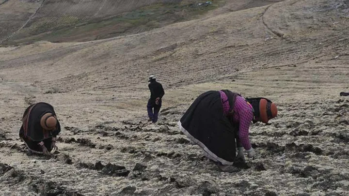 Declaran emergencia en los Andes por sequía que arrasa con cultivos y alpahacas