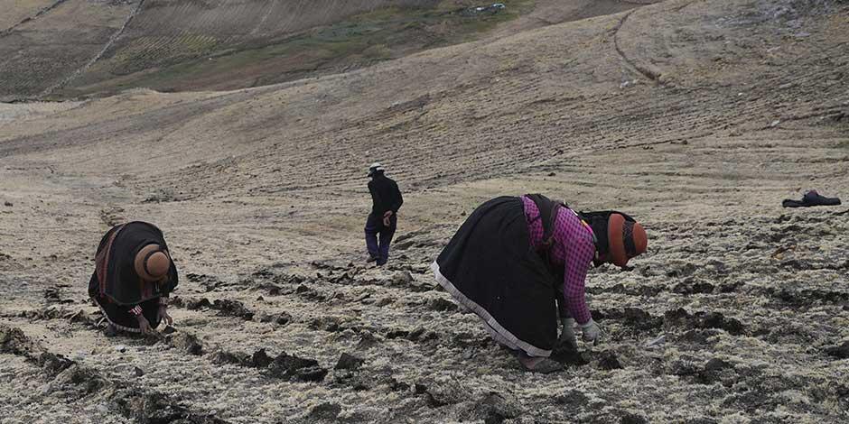 Declaran emergencia en los Andes por sequía que arrasa con cultivos y alpahacas