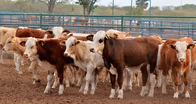 Condenan a hombre por contrabandear vacas; “excremento protege de las radiaciones”, dice juez