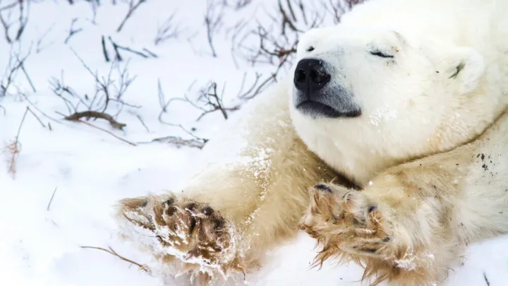 Oso polar mata a 2 personas en poblado remoto de Alaska