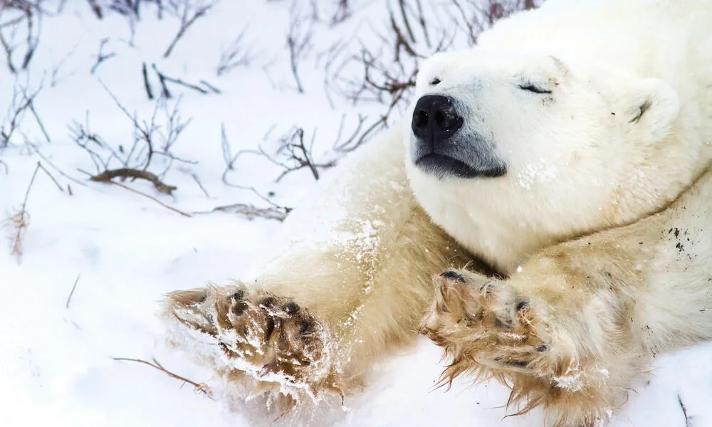 Oso polar mata a 2 personas en poblado remoto de Alaska