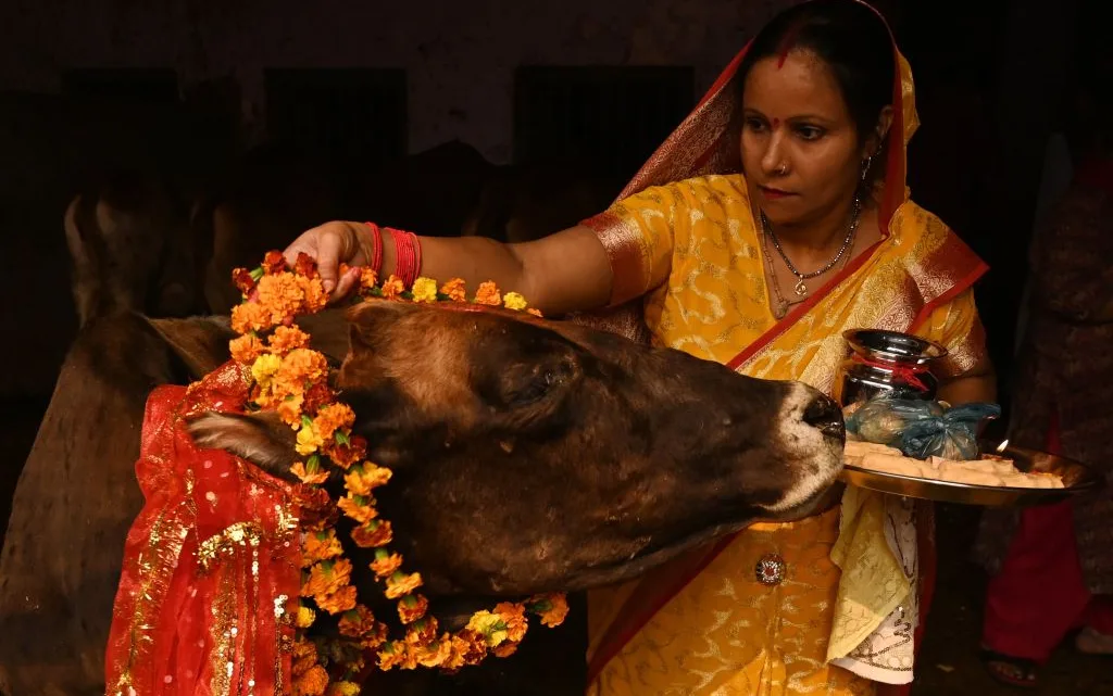 ¡Se cancela! No habrá abrazos en San Valentín para las vacas en India