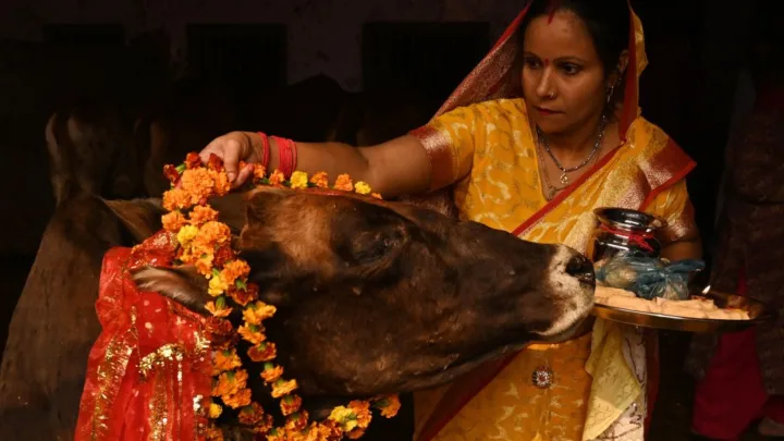 ¡Se cancela! No habrá abrazos en San Valentín para las vacas en India