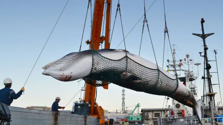Japón desata polémica por máquinas expendedoras con carne de ballena