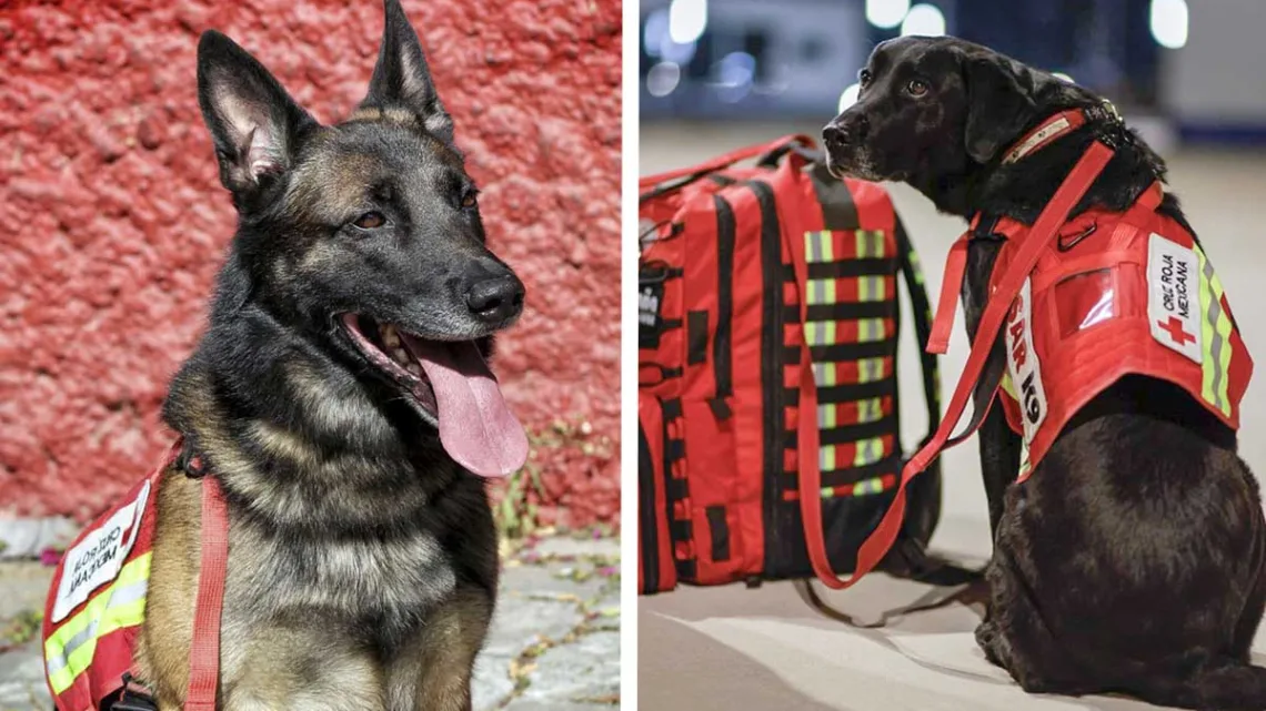 Conoce a los perritos rescatistas que viajan a Turquía para salvar vidas