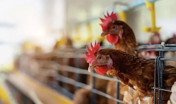 ¡Cerca de Jalisco! Sacrifican 826 mil pollos por gripe aviar en Aguascalientes