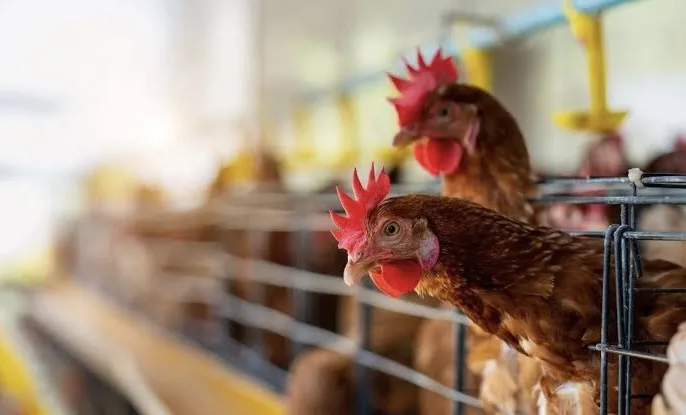¡Cerca de Jalisco! Sacrifican 826 mil pollos por gripe aviar en Aguascalientes