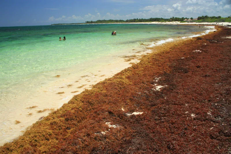 ¡Malas noticias! Casi 9 mil kilómetros de algas se acercan a Yucatán