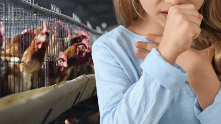 ¡Otro caso de gripe aviar H3N8! China detecta el contagio de una mujer