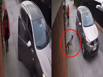 ¡Ángel de 4 patas! Perro callejero salva a niña de ser secuestrada (VIDEO)