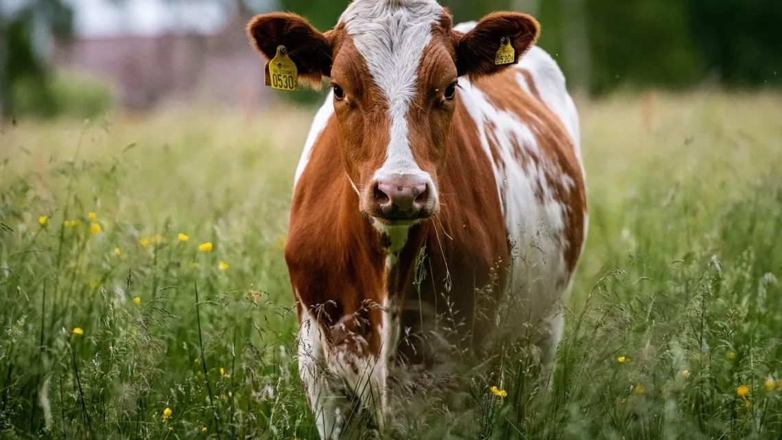 ¡Insólito! Vaca cae del cielo y mata a un hombre en India; esto pasó
