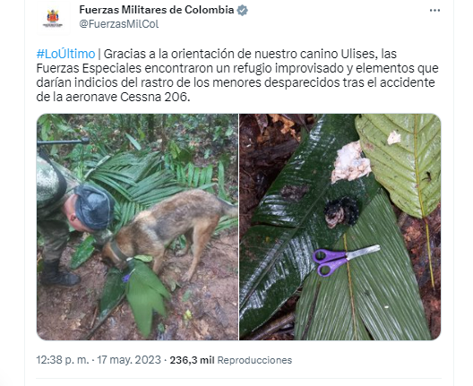 Qué se sabe de los niños desaparecidos tras un avionazo en Colombia