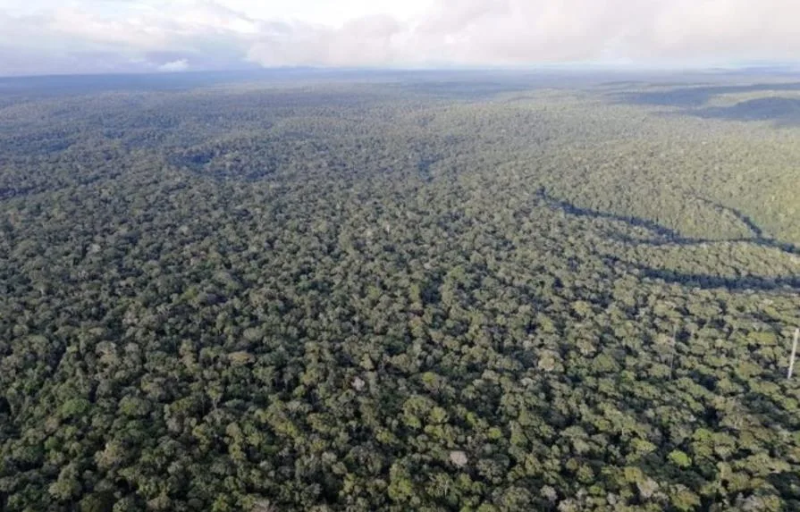 Cambio climático: Bosques del Amazonas están en peligro de morir por sequía, según estudio