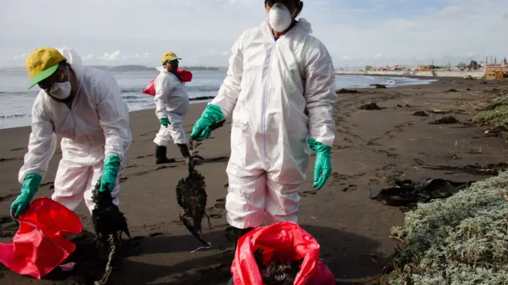 Investigan la muerte de cientos de aves en el Pacífico mexicano