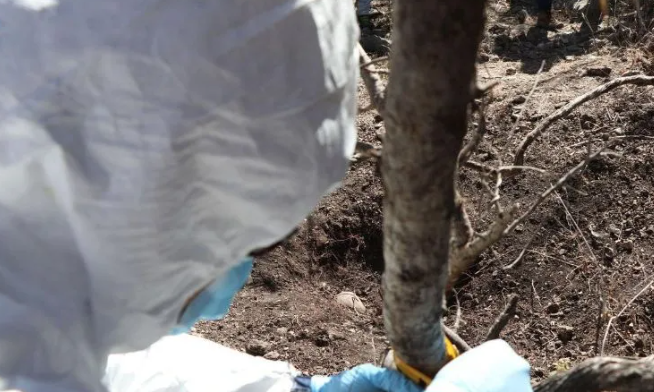 Localizan 55 fosas con restos humanos en Colima