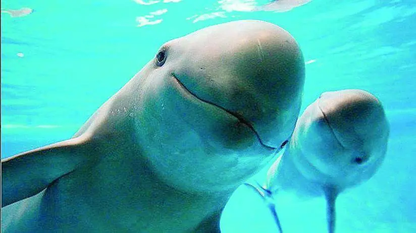 ¿Cuántos ejemplares de vaquita Marina quedan en el mundo?
