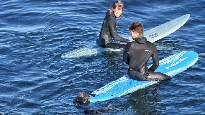 Nutria “aterroriza” a surfistas en California; es buscada por autoridades (VIDEO)