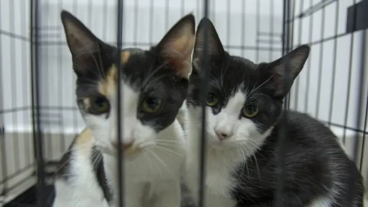 La OMS alerta por “un gran número” de gatos infectados de gripe aviar; esto sabemos