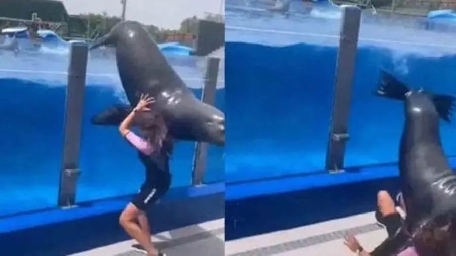 Lobo marino aplasta a su entrenadora durante un show (VIDEO)