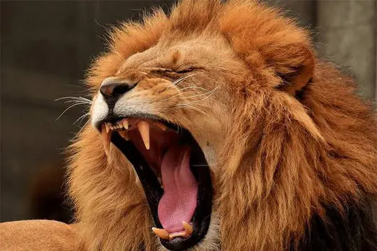 ONG pide al gobierno de Sudáfrica impugnar la “brutal” industria de cría de leones