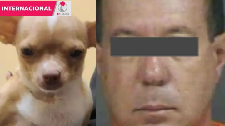 Detienen a peluquero de perros que operó a una perrita sin ser veterinario