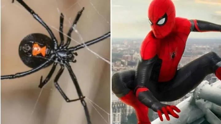 Niño se deja picar por viuda negra para convertirse en “Spider-Man”