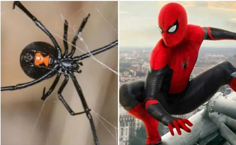 Niño se deja picar por viuda negra para convertirse en “Spider-Man”