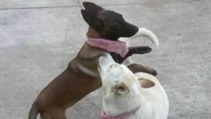 Denuncian a alcalde en Michoacán por matar dos perros a balazos