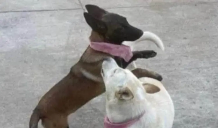 Denuncian a alcalde en Michoacán por matar dos perros a balazos