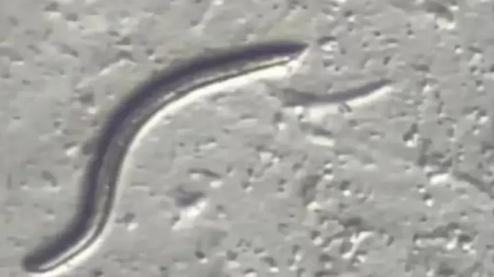 ¿De ciencia ficción? Reviven gusano que estuvo congelado 46 mil años