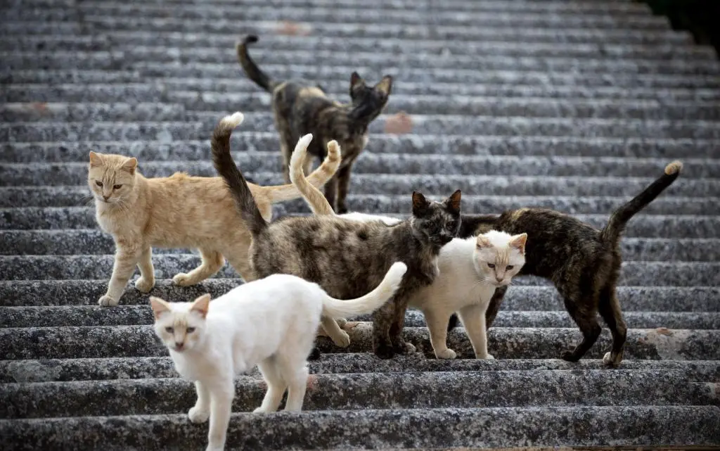 Alemania lucha contra los gatos para salvar sus animales nativos 