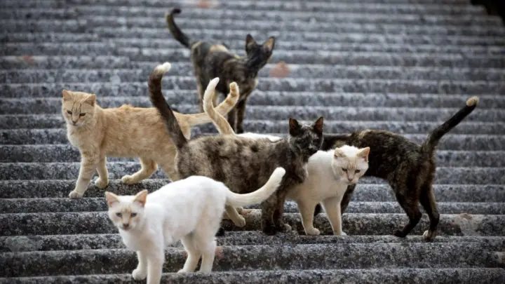 Alemania lucha contra los gatos para salvar sus animales nativos 