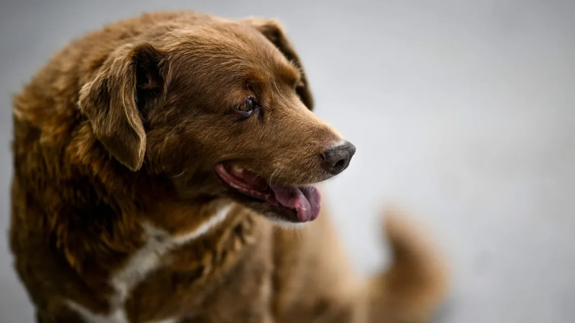 “Muere Bobi, el Perro Más Viejo del Mundo a los 31 Años de Edad”