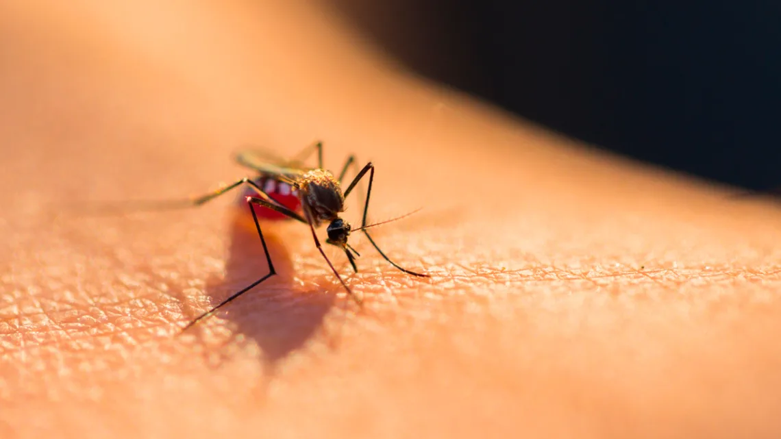 “19 Muertes por Dengue en Morelos, el Mayor Número en 10 Años”