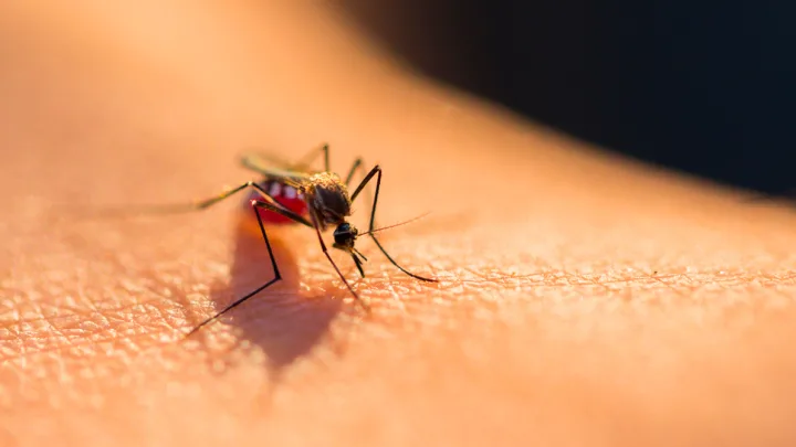 “19 Muertes por Dengue en Morelos, el Mayor Número en 10 Años”