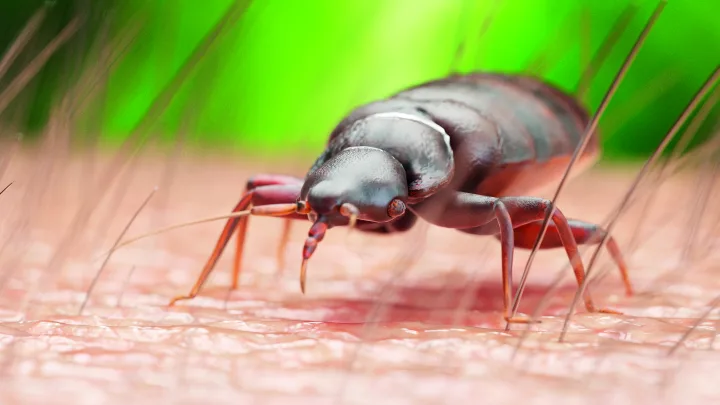 Plaga de chinches amenaza a México y París