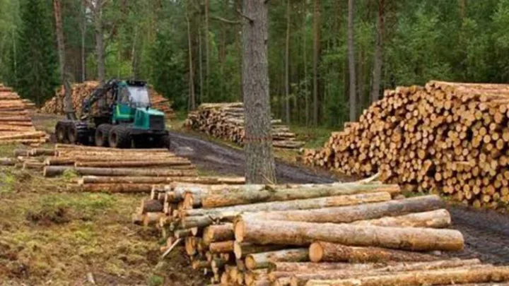 Tren Maya: Más de 10 millones de árboles se han derribado para construirlo